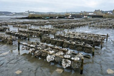 Europe's Coast, One Dish at a Time | Sagarovercleverp